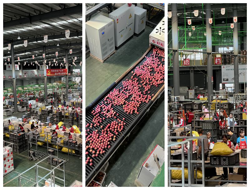 理论-实践零距离 见证洛川县“延刚果业”中新质生产力赋能县域数字经济发展新篇章